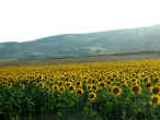 girasoli.jpg (67534 byte)